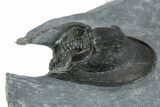 Bargain, Prone Scotoharpes Trilobite - Boudib, Morocco #353032-3